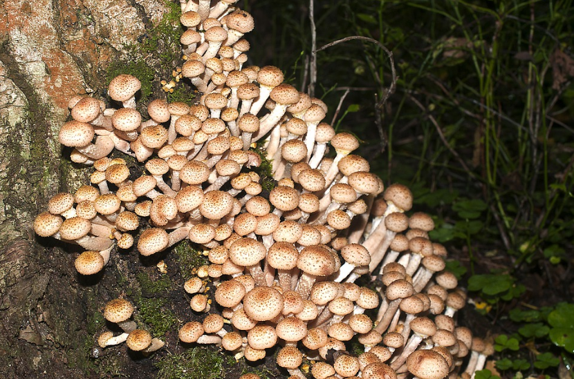 Фото Опята морозов не боятся: как долго можно собирать грибы при минусовых температурах 4